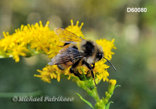 Tricolored Bumble Bee (Bombus ternaries)